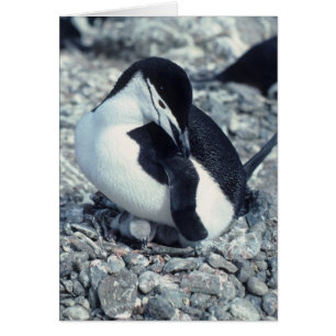 Chinstrap Penguin