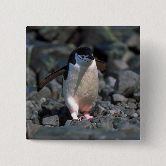 Chinstrap Penguin 15 Cm Square Badge (Front)