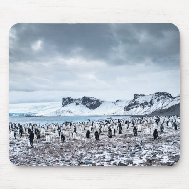 Chinstrap Penguin Colony Landscape Mouse Pad (Front)