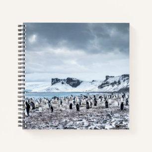 Chinstrap Penguin Colony Landscape Notebook