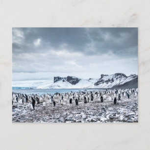 Chinstrap Penguin Colony Landscape Postcard