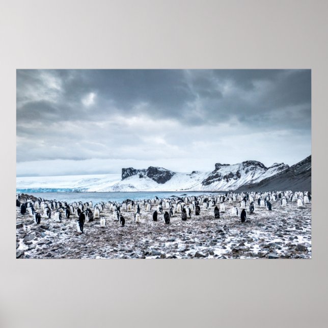 Chinstrap Penguin Colony Landscape Poster (Front)