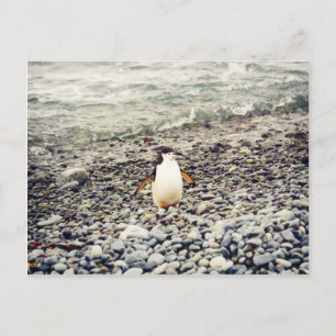 Chinstrap Penguin, postcard