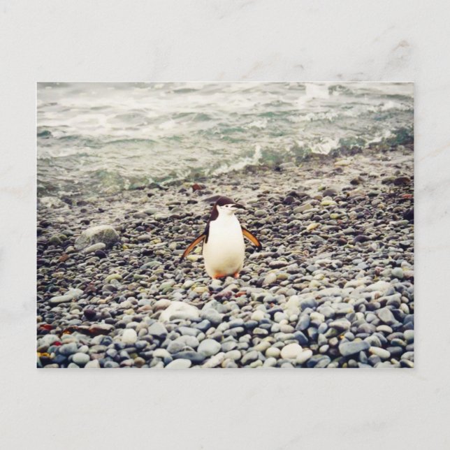 Chinstrap Penguin, postcard (Front)