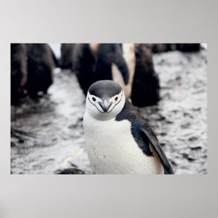 CHINSTRAP PENGUIN POSTER