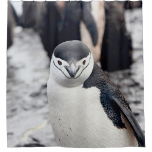 CHINSTRAP PENGUIN SHOWER CURTAIN