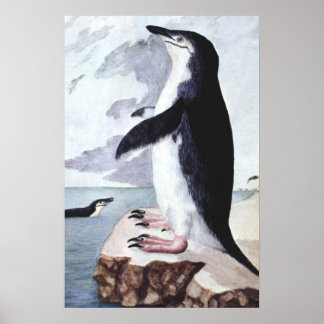 Chinstrap Penguin, Vintage Birds from Antarctica Poster