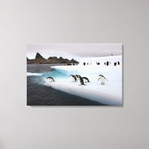 Chinstrap Penguins Canvas Print
