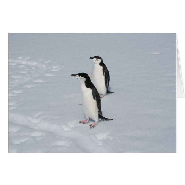 Chinstrap penguins (HM) card (Front Horizontal)