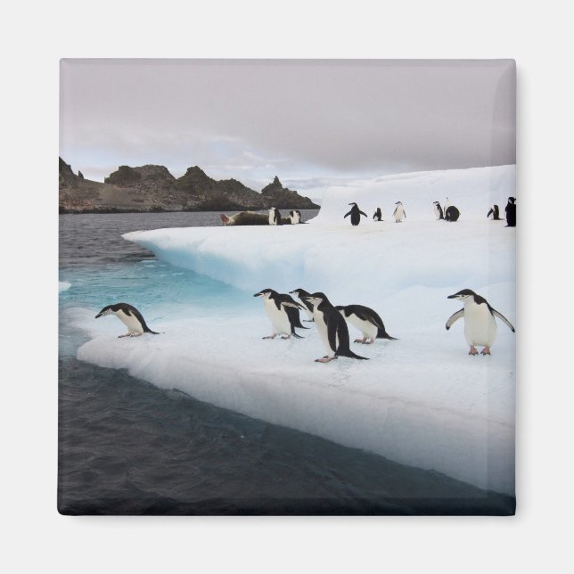 Chinstrap Penguins Magnet (Front)