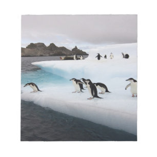 Chinstrap Penguins Notepad