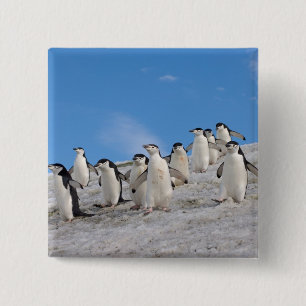 Chinstrap Penguins   Pygoscelis Antarctica 15 Cm Square Badge