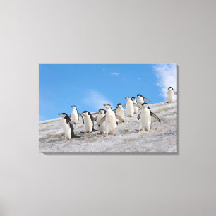 Chinstrap Penguins   Pygoscelis Antarctica Canvas Print
