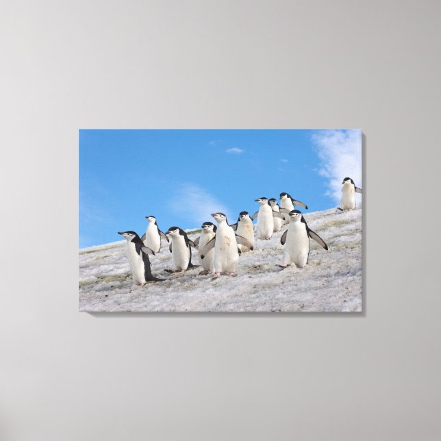 Chinstrap Penguins | Pygoscelis Antarctica Canvas Print (Front)