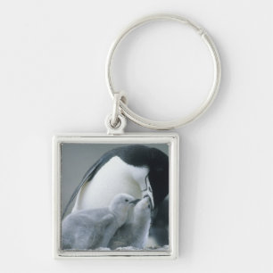 Chinstrap Penguins, Pygoscelis antarctica), Key Ring