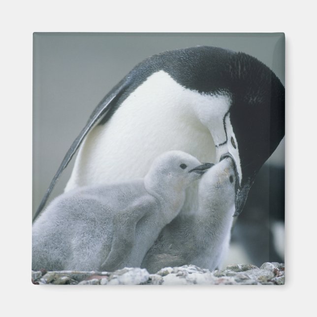 Chinstrap Penguins, Pygoscelis antarctica), Magnet (Front)