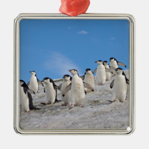 Chinstrap Penguins   Pygoscelis Antarctica Metal Tree Decoration