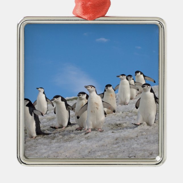 Chinstrap Penguins | Pygoscelis Antarctica Metal Tree Decoration (Front)