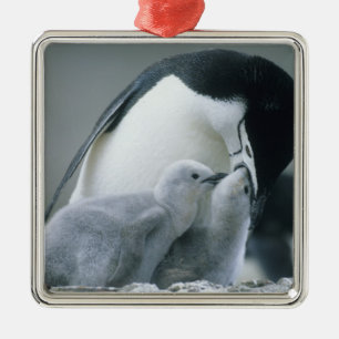 Chinstrap Penguins, Pygoscelis antarctica), Metal Tree Decoration