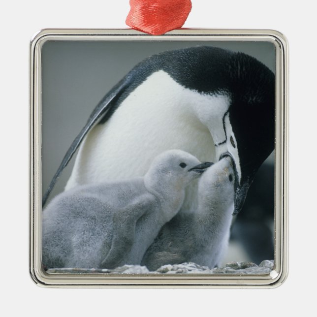 Chinstrap Penguins, Pygoscelis antarctica), Metal Tree Decoration (Front)