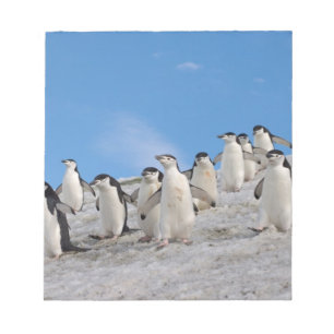 Chinstrap Penguins   Pygoscelis Antarctica Notepad