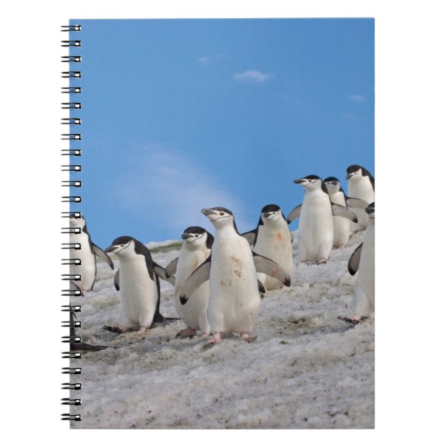 Chinstrap Penguins | Pygoscelis Antarctica Spiral Notebook (Front)