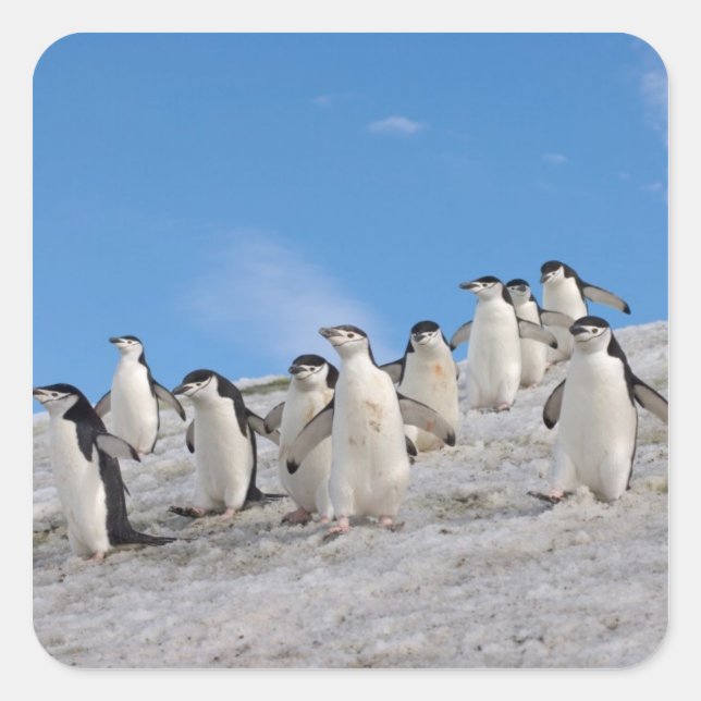 Chinstrap Penguins | Pygoscelis Antarctica Square Sticker (Front)