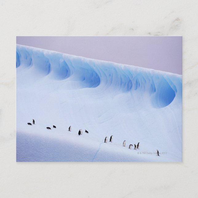 Chinstrap Penguins | South Orkney Islands Postcard (Front)