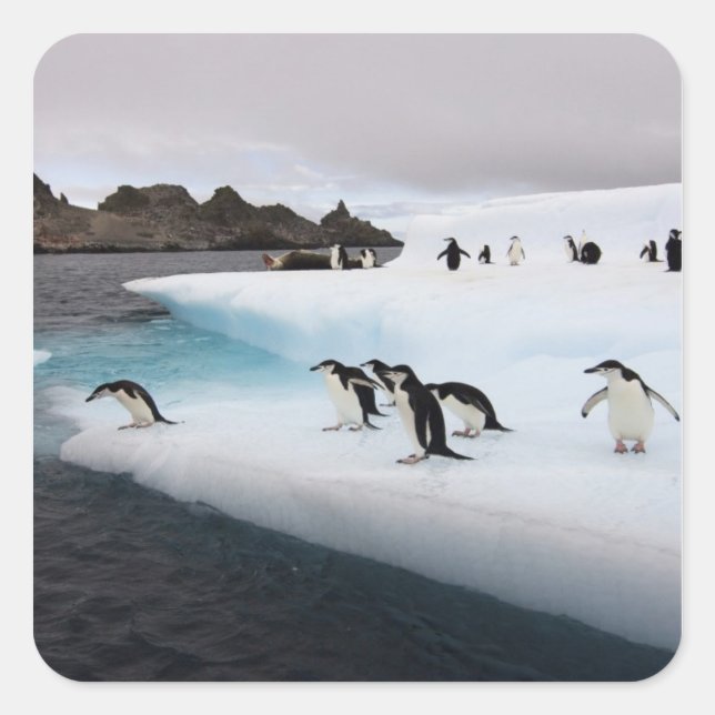 Chinstrap Penguins Square Sticker (Front)