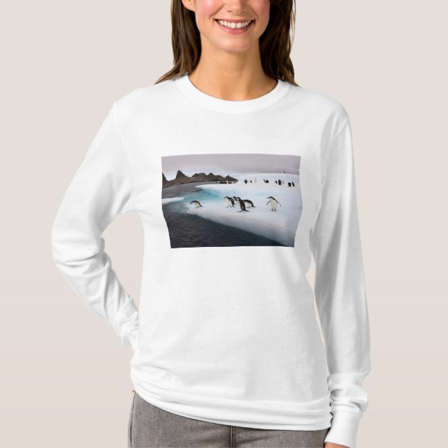Chinstrap Penguins T-Shirt (Front)