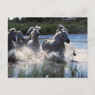 Chintoteague Ponies Crossing Channel Postcard