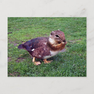 Chipduck Postcard