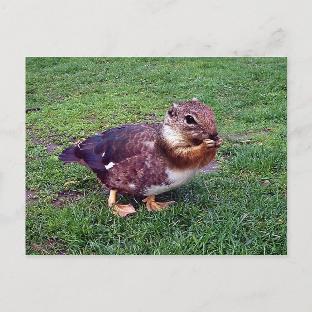 Chipduck Postcard (Front)