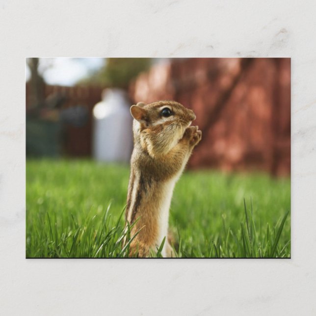 Chipmun Praying Postcard (Front)