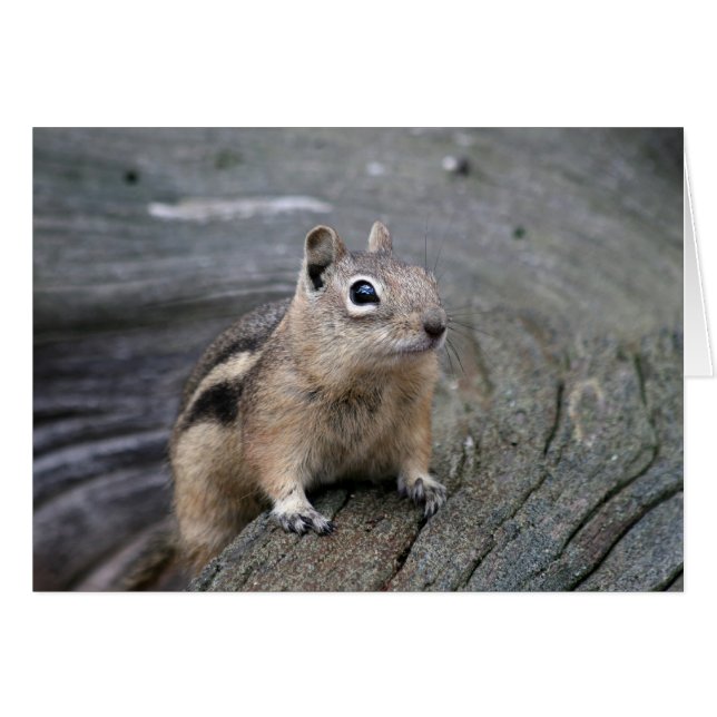 chipmunk (Front Horizontal)