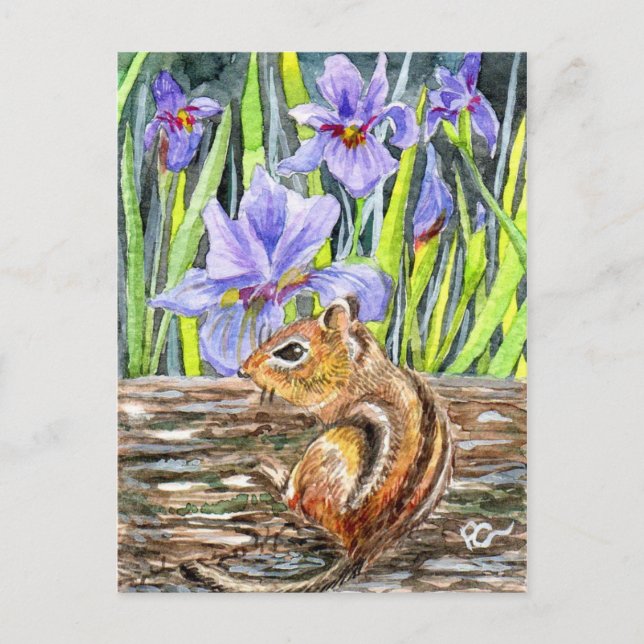 Chipmunk and Irises Postcard (Front)