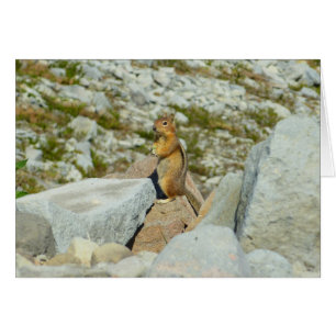 Chipmunk at Mount Rainier National Park