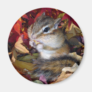 Chipmunk , Autumn (8)　photo Magnet