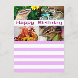 Chipmunk , Birthday , Holiday , Cristmas (photo) Postcard