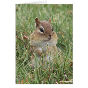 Chipmunk Cheeks Card