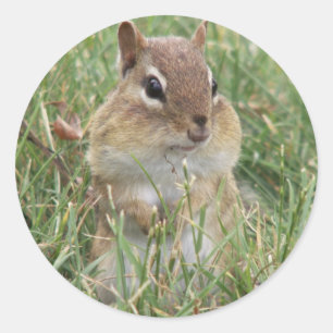 Chipmunk cheeks classic round sticker