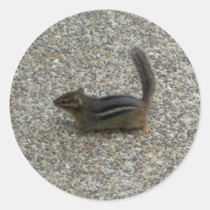 Chipmunk Classic Round Sticker