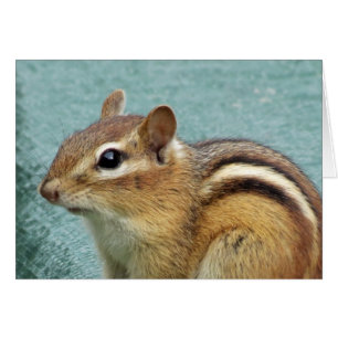 Chipmunk Close Up