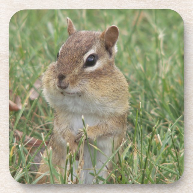Chipmunk coaster (Front)