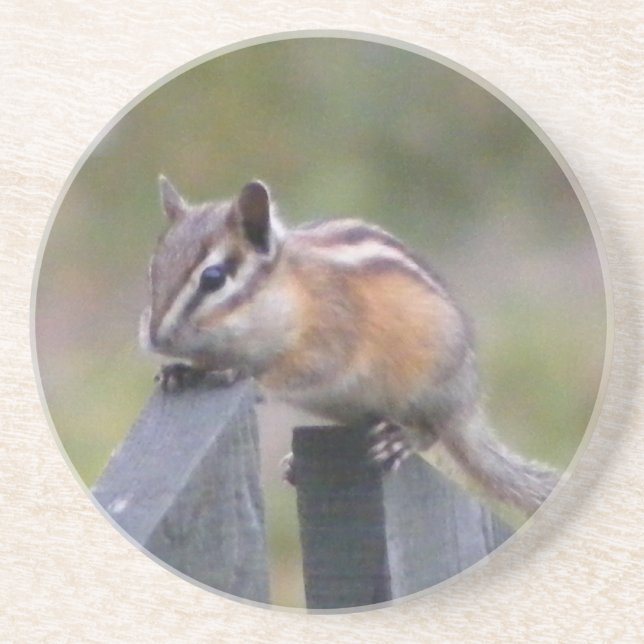 Chipmunk Coaster (Front)