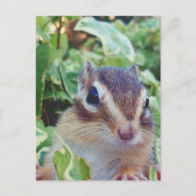 chipmunk , customisable postcard (Front)