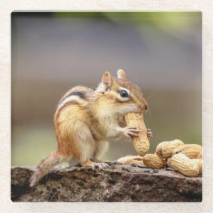 Chipmunk eating a peanut glass coaster