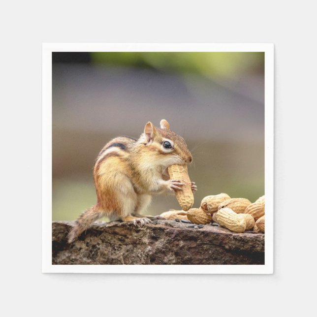 Chipmunk eating a peanut napkin (Front)