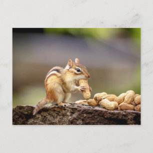 Chipmunk eating a peanut postcard