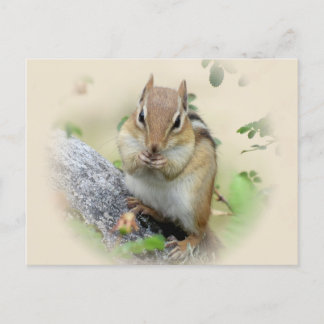 Chipmunk Eating Postcard